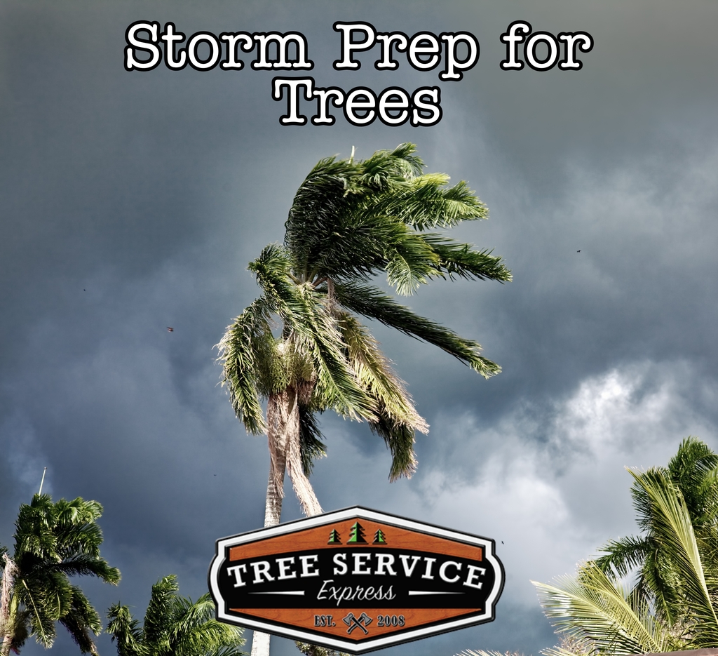 Storm Preparation for Trees